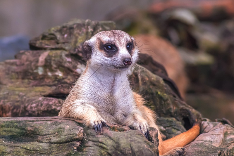 Посещение зоопарка ZOOPARK в Вильнюсе