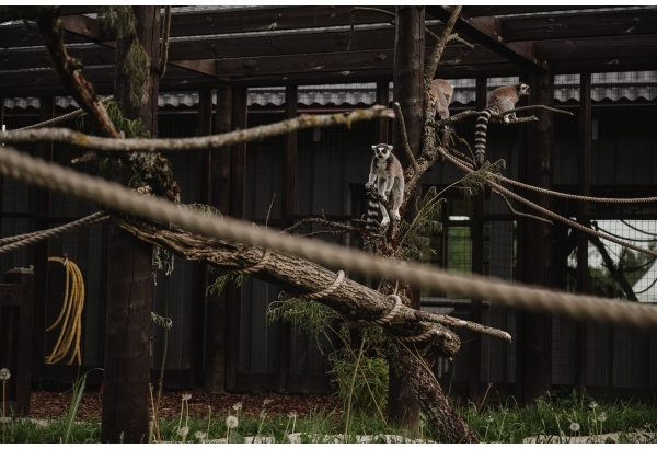 "Siguldas Zoo" + lemuru mājas apmeklējums